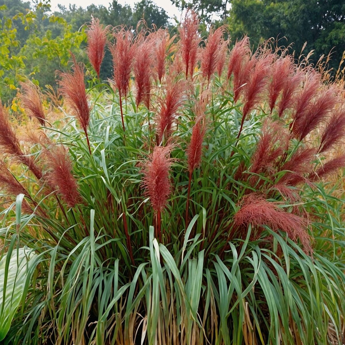 PLANT IN A BOX Roseau de Chine - Miscanthus sinensis 'Red Chief' - Hauteur 40-60cm - ⌀23cm