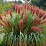 Voir la diapositive 4 : PLANT IN A BOX Roseau de Chine - Miscanthus sinensis 'Red Chief' - Hauteur 40-60cm - ⌀23cm