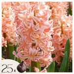 PLANT IN A BOX Jacinthe - Set de 25 - Hyacinthus 'Gipsy Queen' - Bulbes à fleurs - Orange