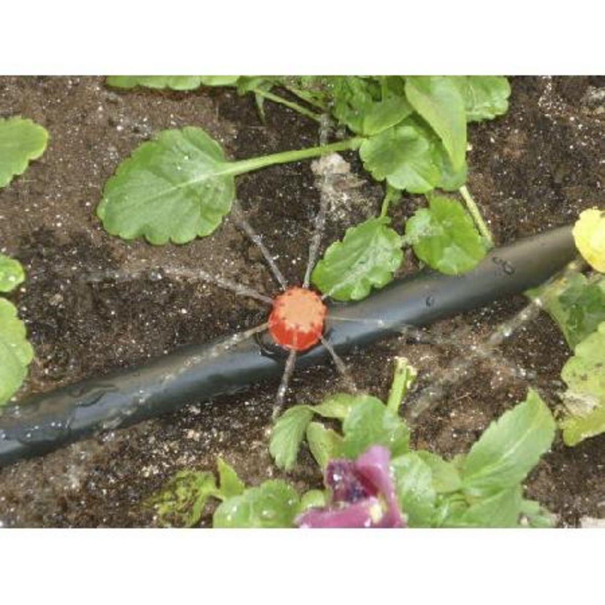 AUCHAN 100 goutteurs réglables pour