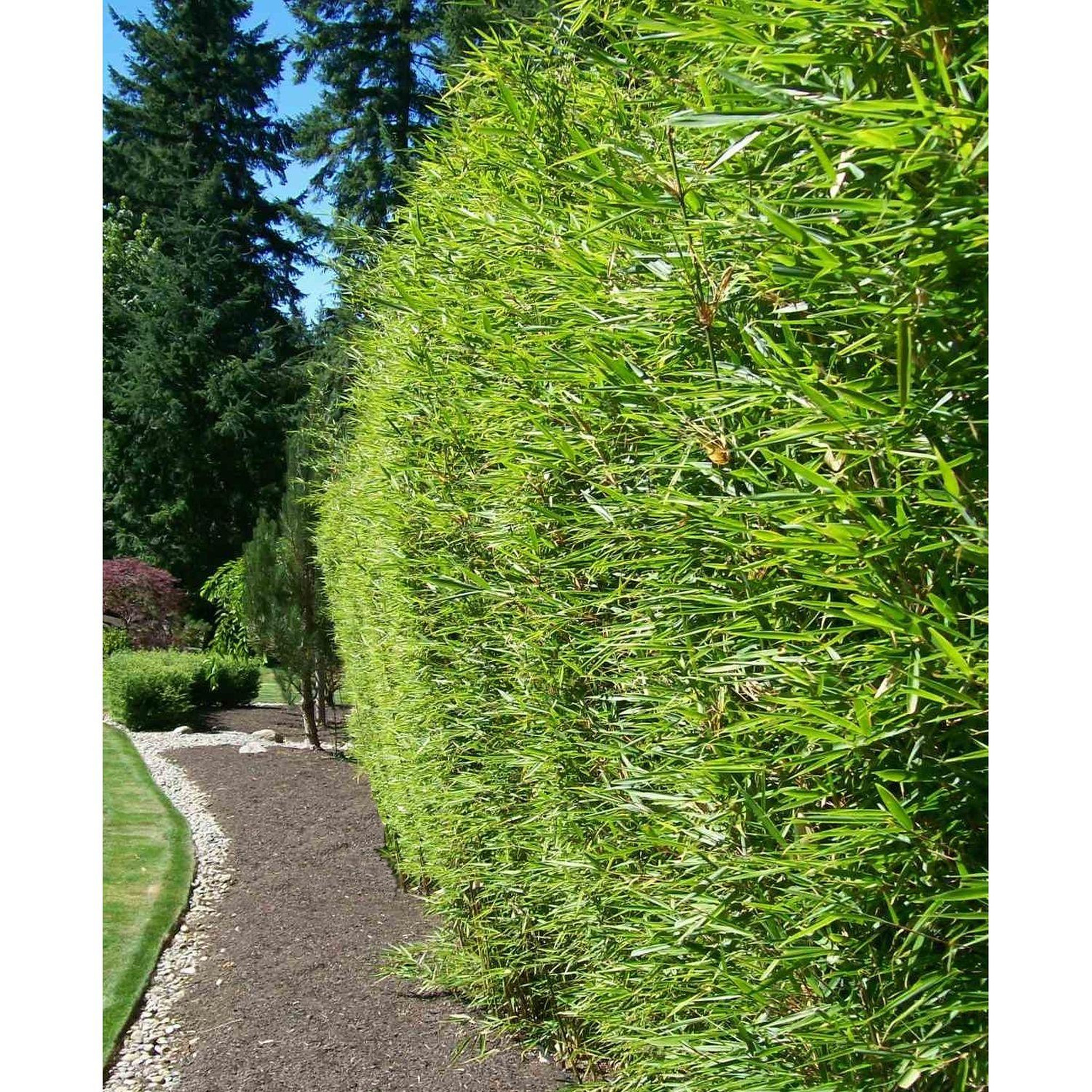 Voir la diapositive 1 : Lot de 3 Phyllostachys Aurea - Bambou doré