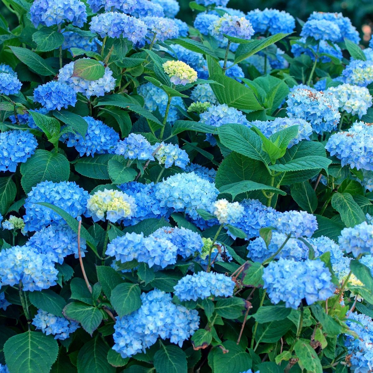 PLANT IN A BOX Hortensia - Set de 6 - Hydrangea macrophylla 'Early Blue' - H25-40cm - ⌀9cm