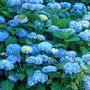 Voir la diapositive 4 : PLANT IN A BOX Hortensia - Set de 6 - Hydrangea macrophylla 'Early Blue' - H25-40cm - ⌀9cm