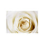 Voir la diapositive 2 : Paris Prix Papier Peint  Pearl Maze