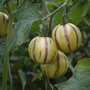 Voir la diapositive 3 : PLANT IN A BOX Tomatillo - Set de 6 - Solanum Muricatum 'Pepino gold' - Hauteur 25-40cm - ⌀9cm