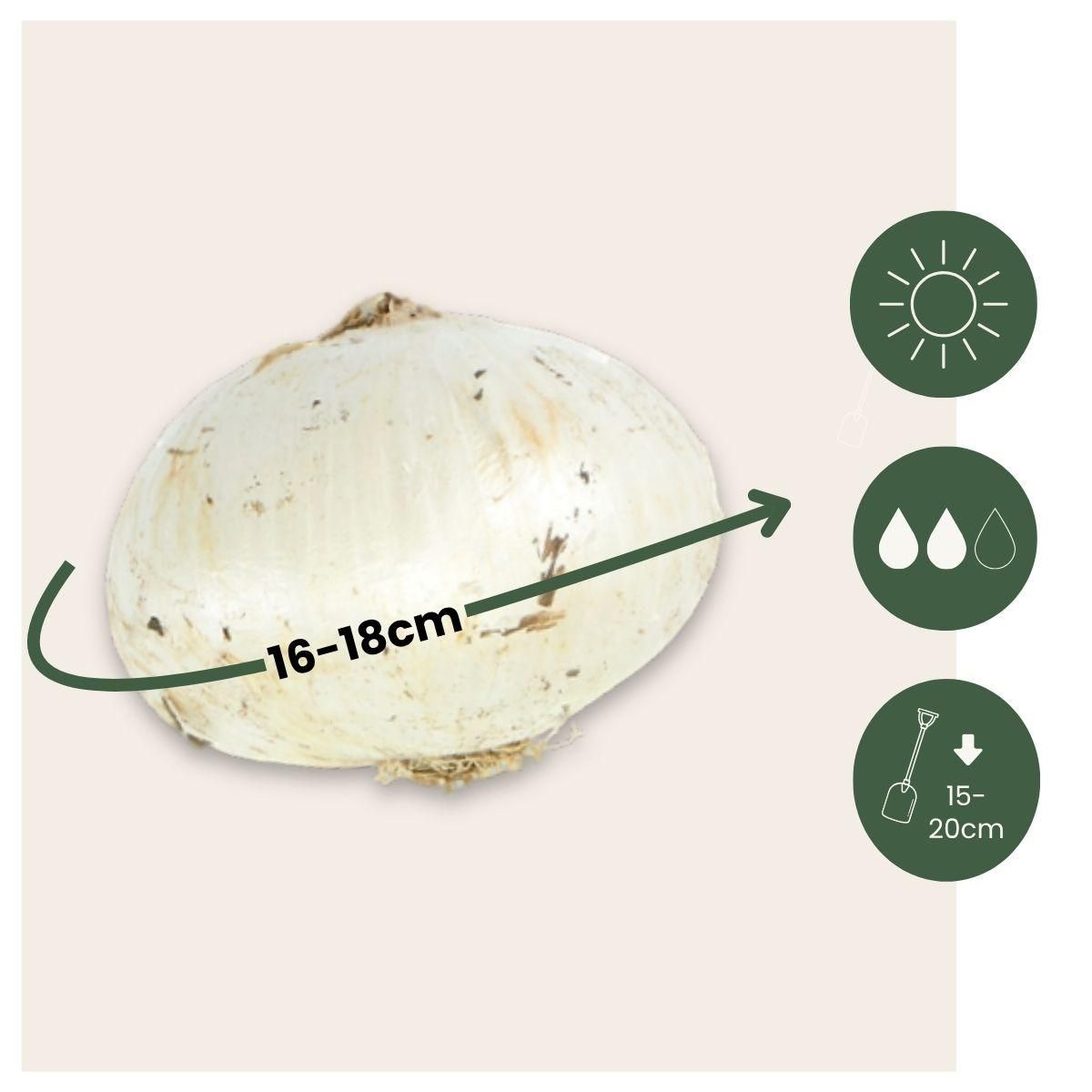 PLANT IN A BOX Ail - Set de 3 - Allium 'Mount Everest' - Bulbes à fleurs - Blanc