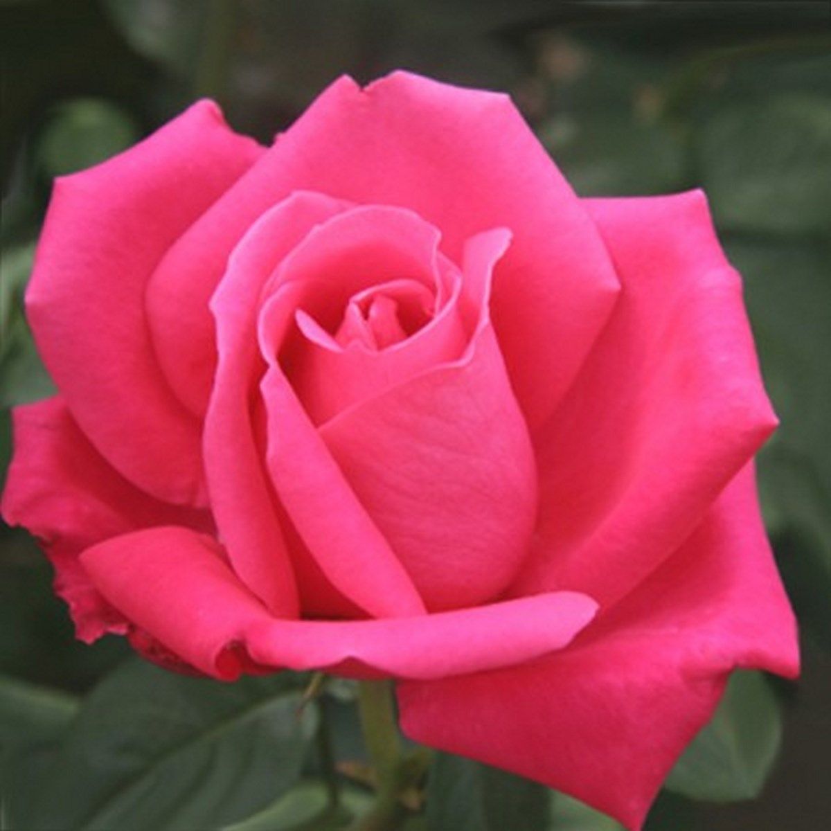 Rosier buisson Karl Herbst