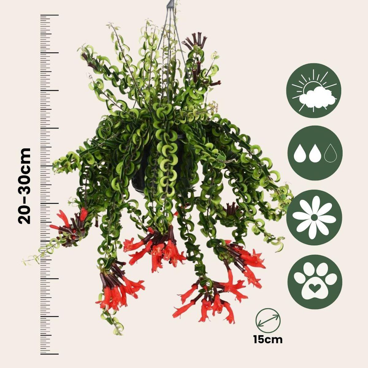 PLANT IN A BOX Plante rouge à lèvres - Aeschynanthus pulcher - Hauteur 20-30cm - ⌀15cm