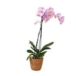PLANT IN A BOX Orchidée papillon - Phalaenopsis - Hauteur 50-60cm - ⌀12cm