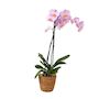 Voir la diapositive 1 : PLANT IN A BOX Orchidée papillon - Phalaenopsis - Hauteur 50-60cm - ⌀12cm