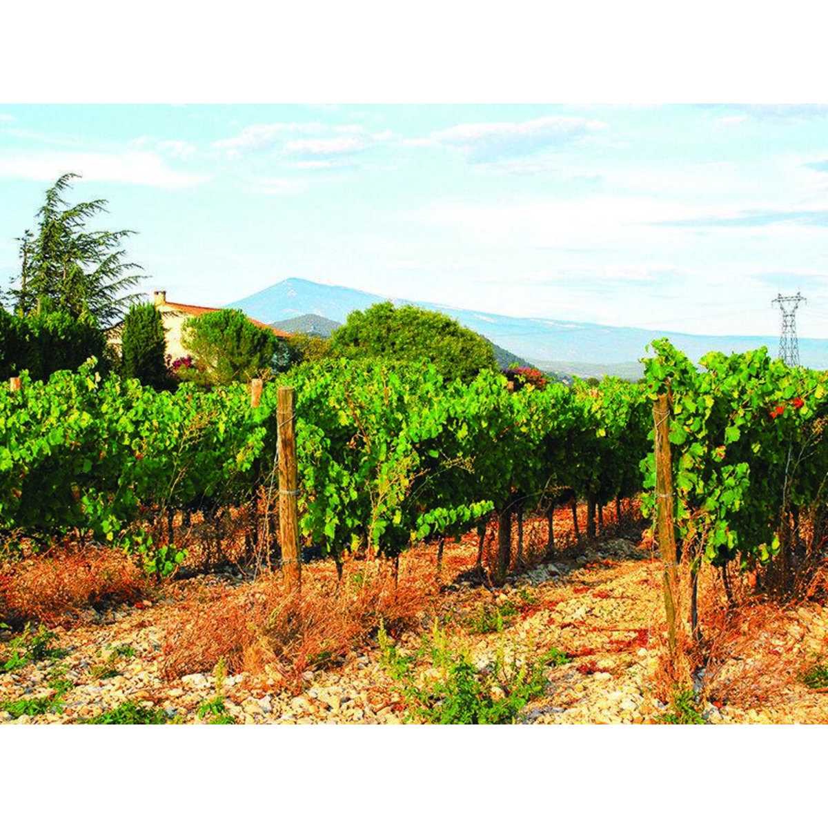 Smartbox Livraison à domicile de 6 vins du Domaine des Ondines, dans la vallée du Rhône - Coffret Cadeau Gastronomie