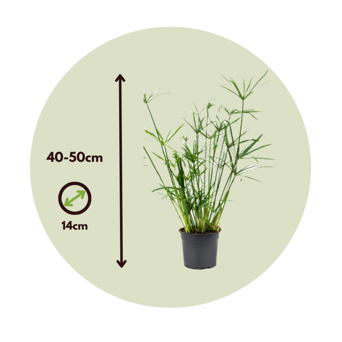 PLANT IN A BOX Papyrus - Set de 4 - Cyperus alternifolius - Hauteur 40-50cm - ⌀14cm