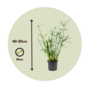 Voir la diapositive 2 : PLANT IN A BOX Papyrus - Set de 4 - Cyperus alternifolius - Hauteur 40-50cm - ⌀14cm