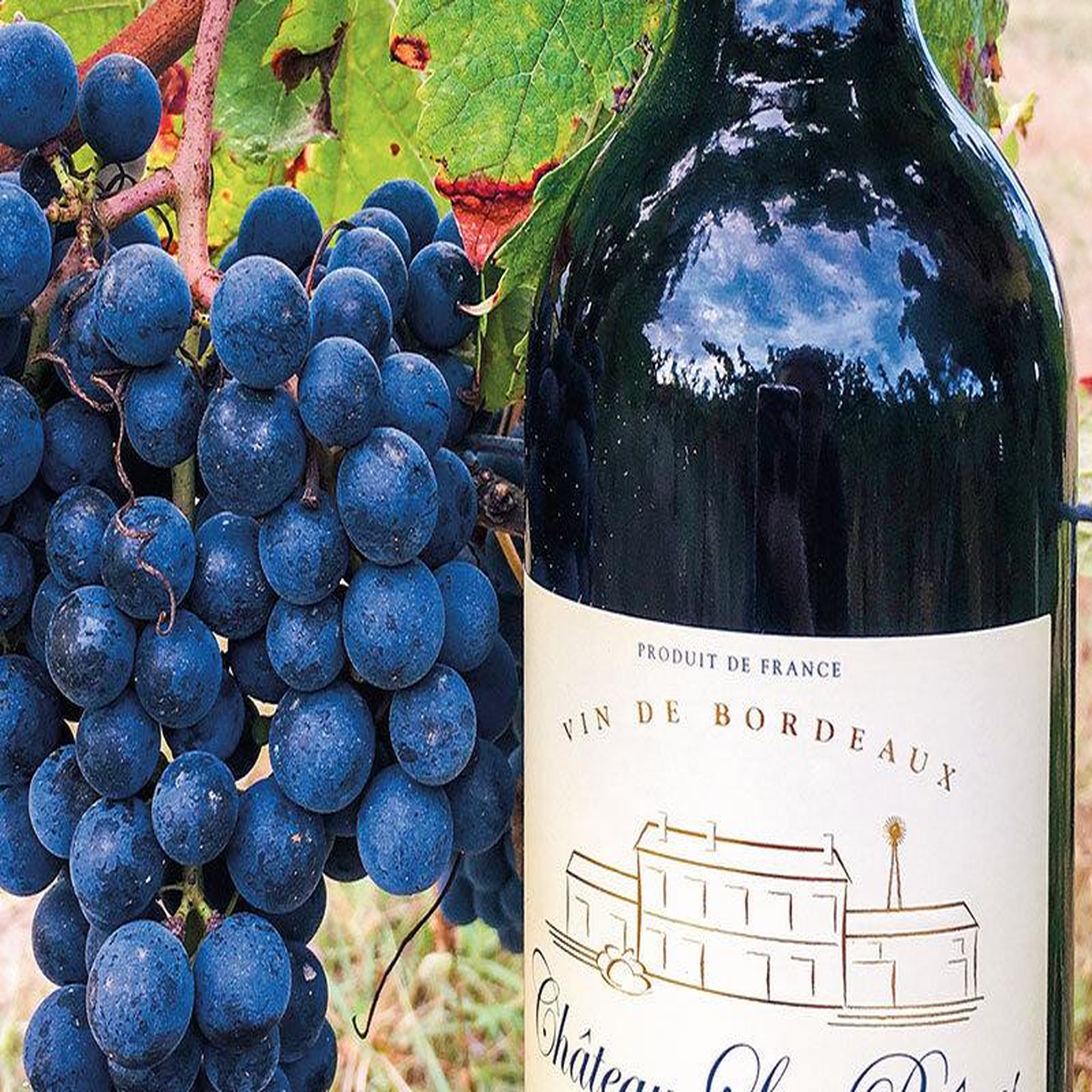 Voir la diapositive 3 : Smartbox Visite d'une safranière et d'un vignoble en agriculture biologique avec dégustations - coffret cadeau gastronomie