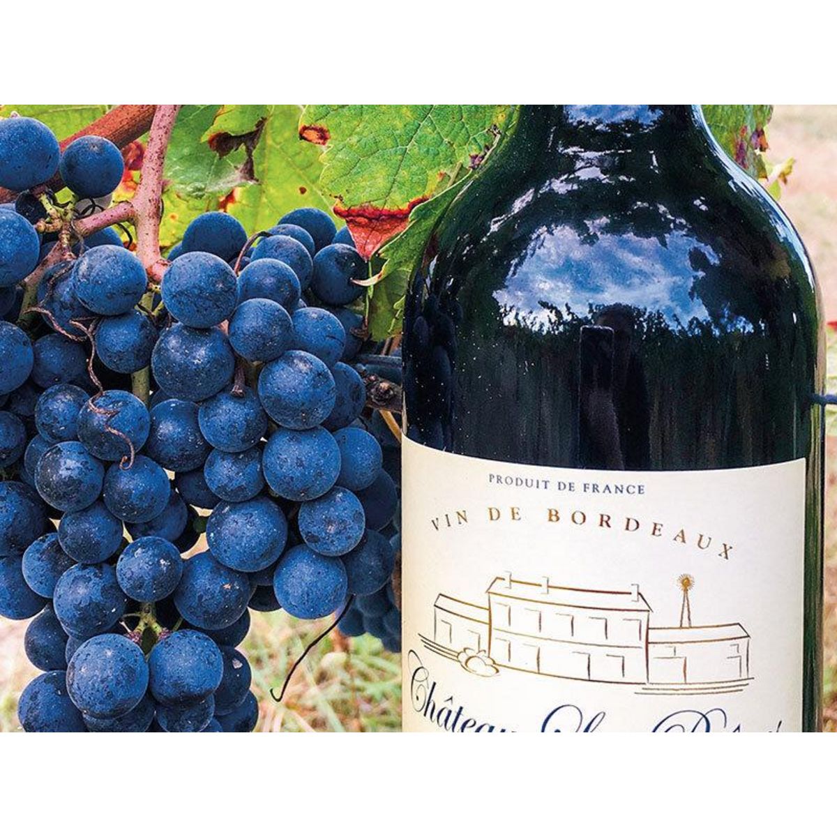 Smartbox Visite d'une safranière et d'un vignoble en agriculture biologique avec dégustations - Coffret Cadeau Gastronomie