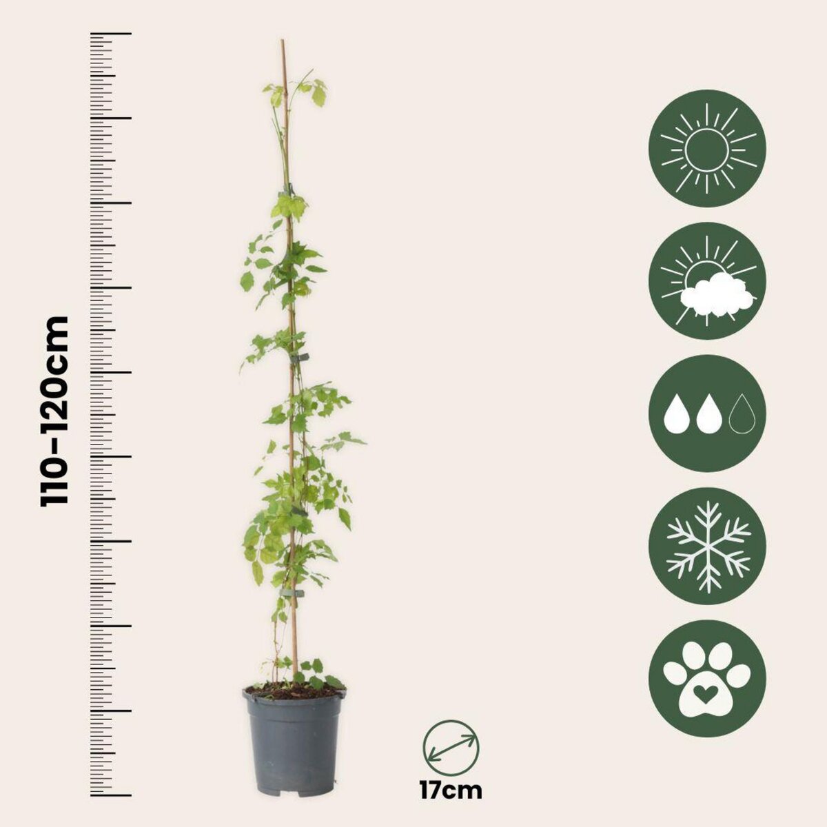 PLANT IN A BOX Bignone à trompettes - Campsis radicans - Hauteur 110-120cm - ⌀17cm