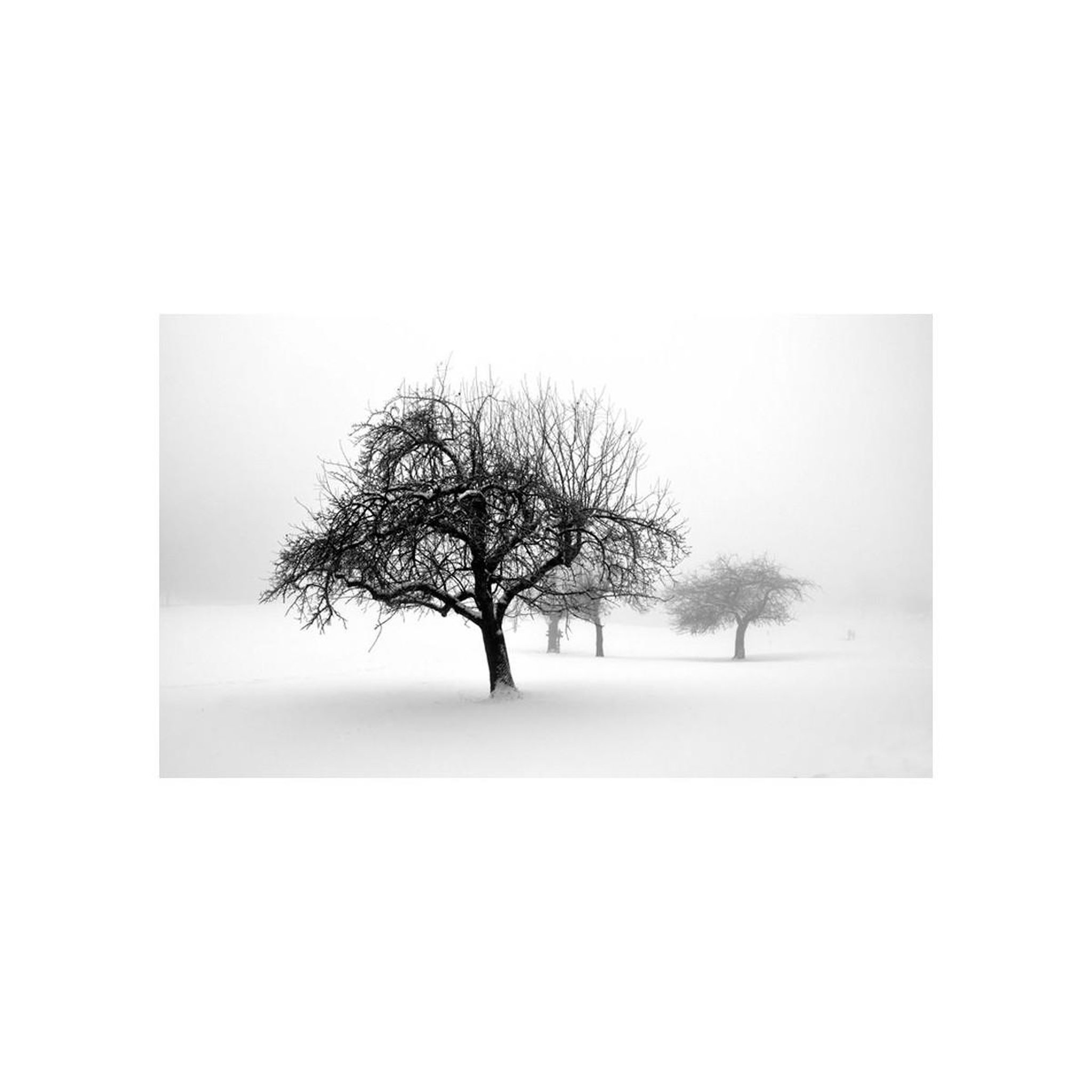 Voir la diapositive 2 : Paris Prix Papier peint  hiver arbres ii  450x270cm