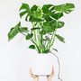 Voir la diapositive 4 : PLANT IN A BOX Plante à trous - Monstera deliciosa - Hauteur 70-80cm - ⌀21cm