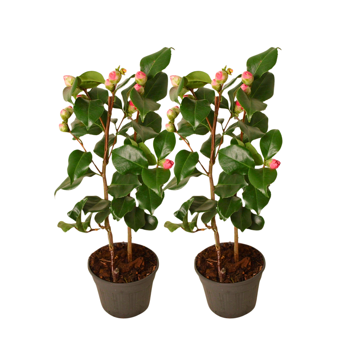PLANT IN A BOX Camélia - Set de 2 - Camellia japonica 'Dr. King' - Hauteur 50-60cm - ⌀15cm