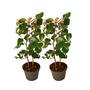 Voir la diapositive 1 : PLANT IN A BOX Camélia - Set de 2 - Camellia japonica 'Dr. King' - Hauteur 50-60cm - ⌀15cm