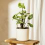 Voir la diapositive 4 : PLANT IN A BOX Patte-d'oie - Set de 3 - Syngonium podophyllum 'Pixie' - Hauteur 25-40cm - ⌀12cm