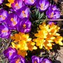 Voir la diapositive 5 : PLANT IN A BOX Bulbes de crocus - Lot de 70 - Fleurs printanières colorées pour jardin