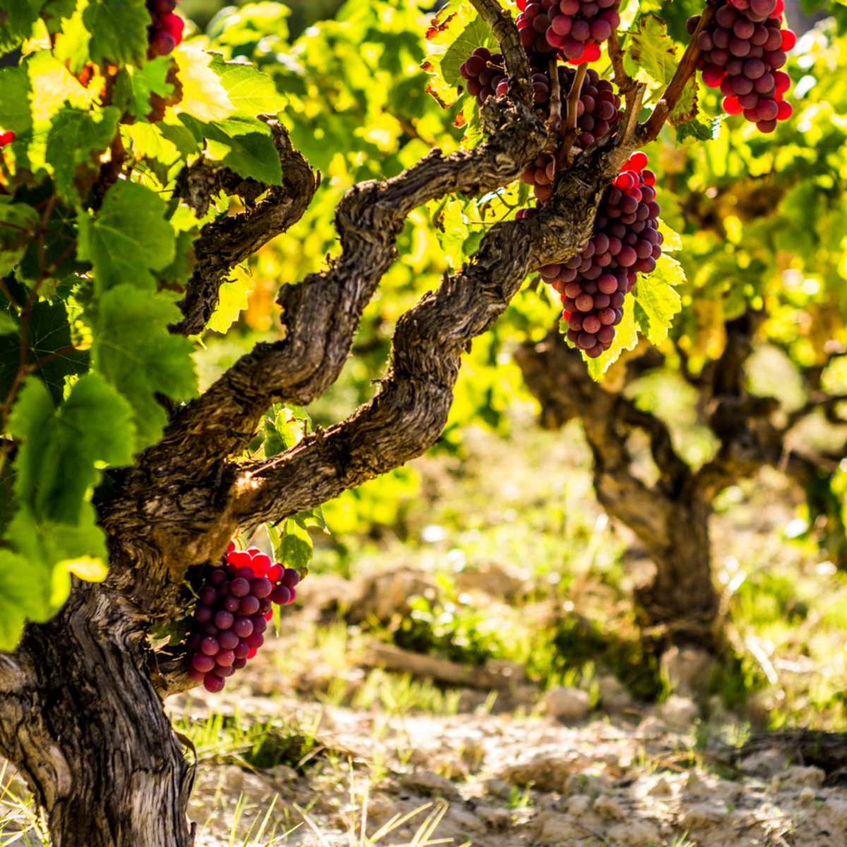 PLANT IN A BOX Vigne à raisin - Vitis vinifera ‘Vanessa' - Hauteur 60-75cm - ⌀21cm