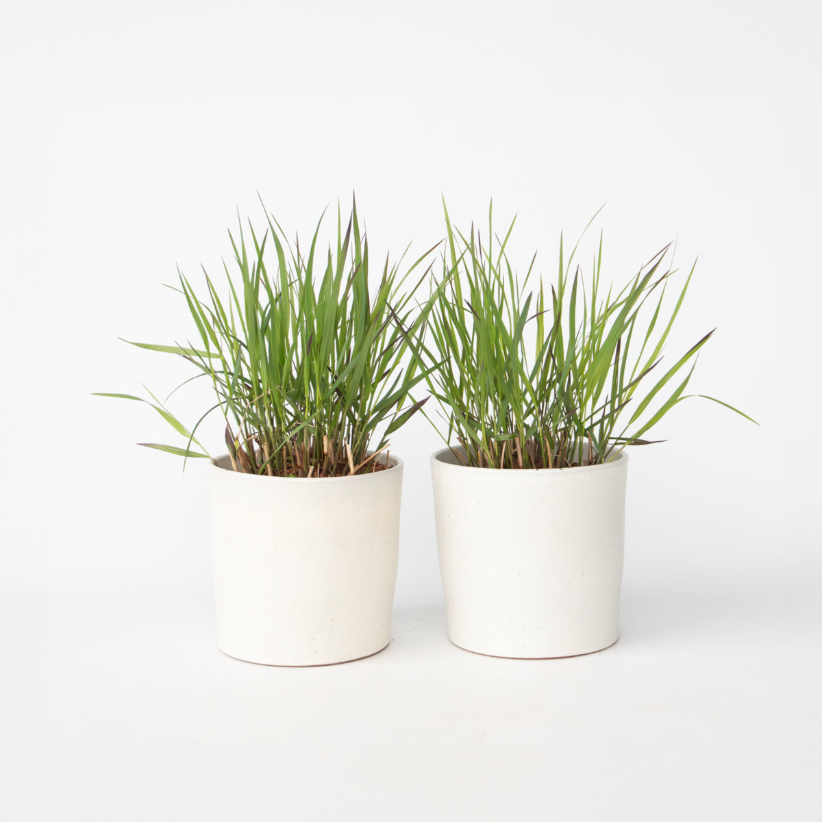 PLANT IN A BOX Herbe aux doigts - Lot de 2 - Panicum Virgatum 'Squaw' - H40-60cm - ⌀23cm