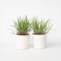 Voir la diapositive 5 : PLANT IN A BOX Herbe aux doigts - Lot de 2 - Panicum Virgatum 'Squaw' - H40-60cm - ⌀23cm