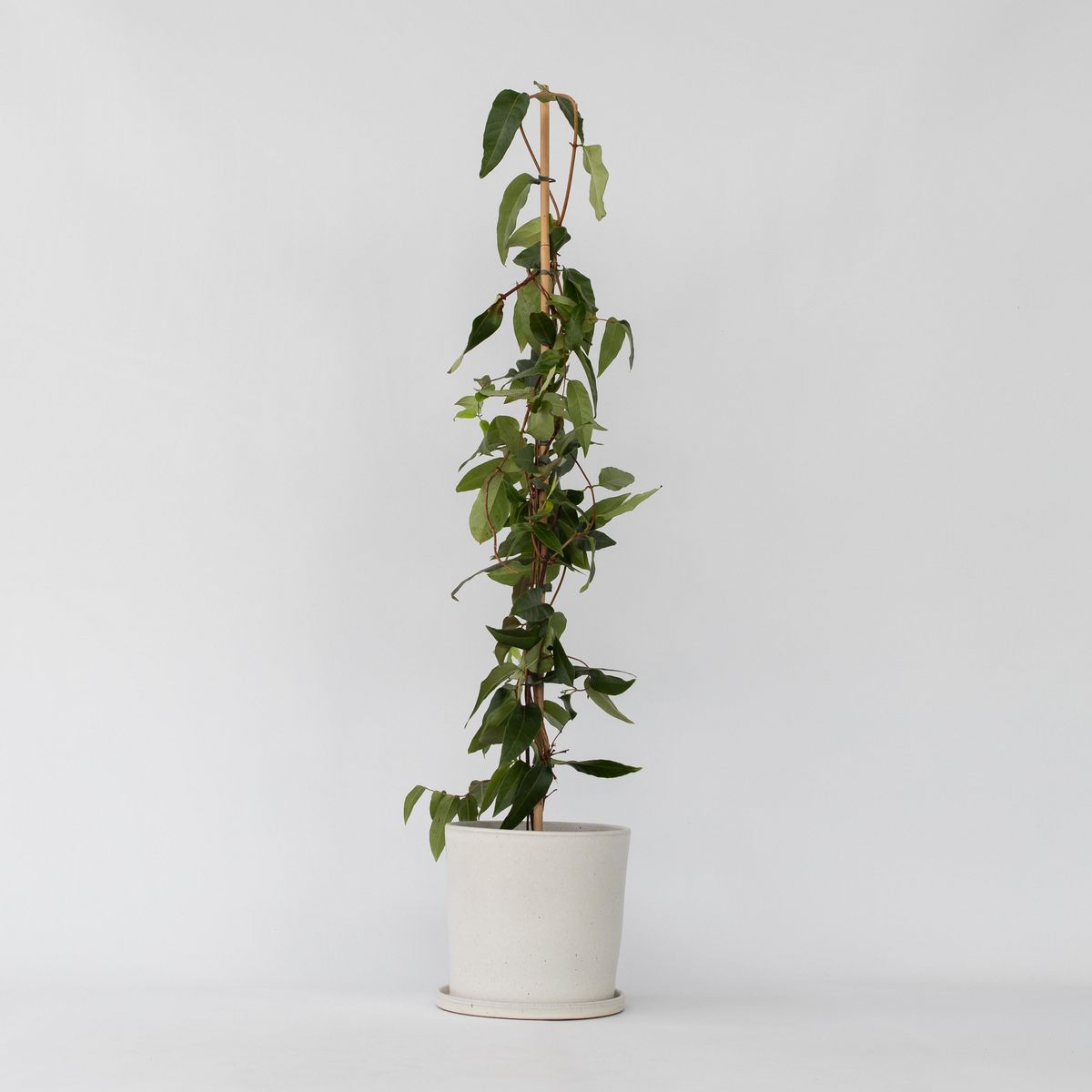 PLANT IN A BOX Chèvrefeuille - Lonicera henryi 'Copper Beauty' - Hauteur 110-120cm - ⌀17cm