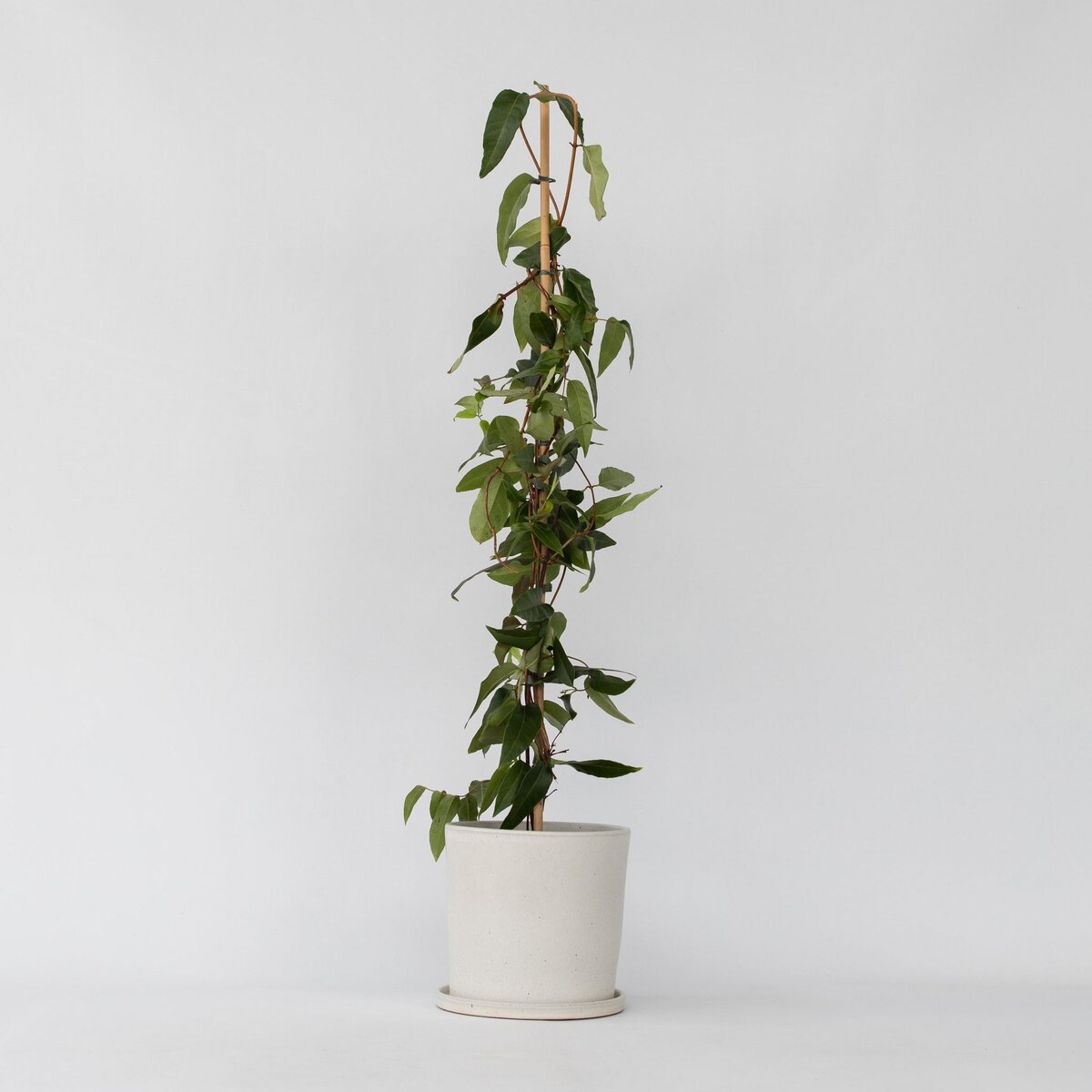 PLANT IN A BOX Chèvrefeuille - Lonicera henryi 'Copper Beauty' - Hauteur 110-120cm - ⌀17cm