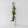 Voir la diapositive 6 : PLANT IN A BOX Chèvrefeuille - Lonicera henryi 'Copper Beauty' - Hauteur 110-120cm - ⌀17cm