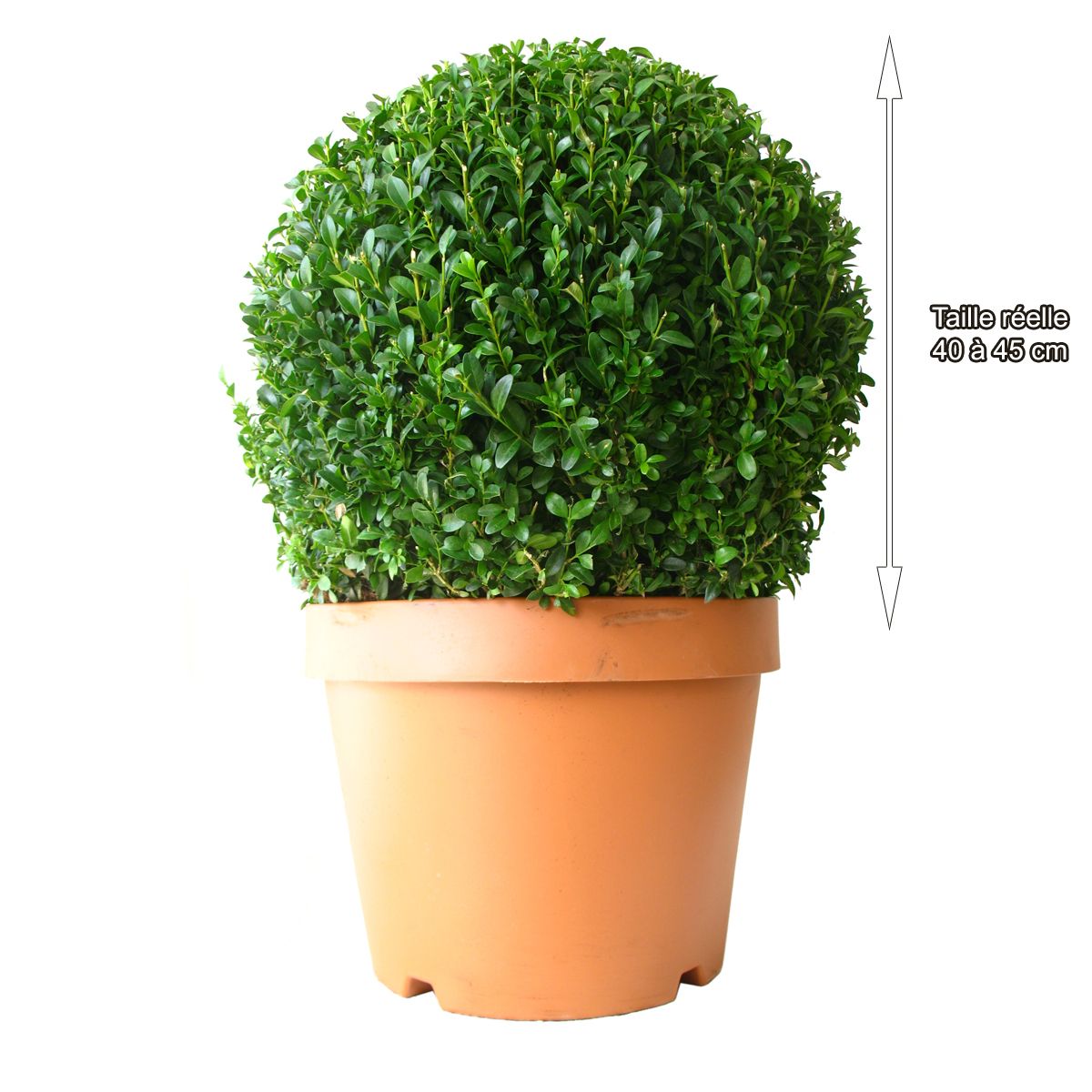 Buis à petite feuilles forme boule