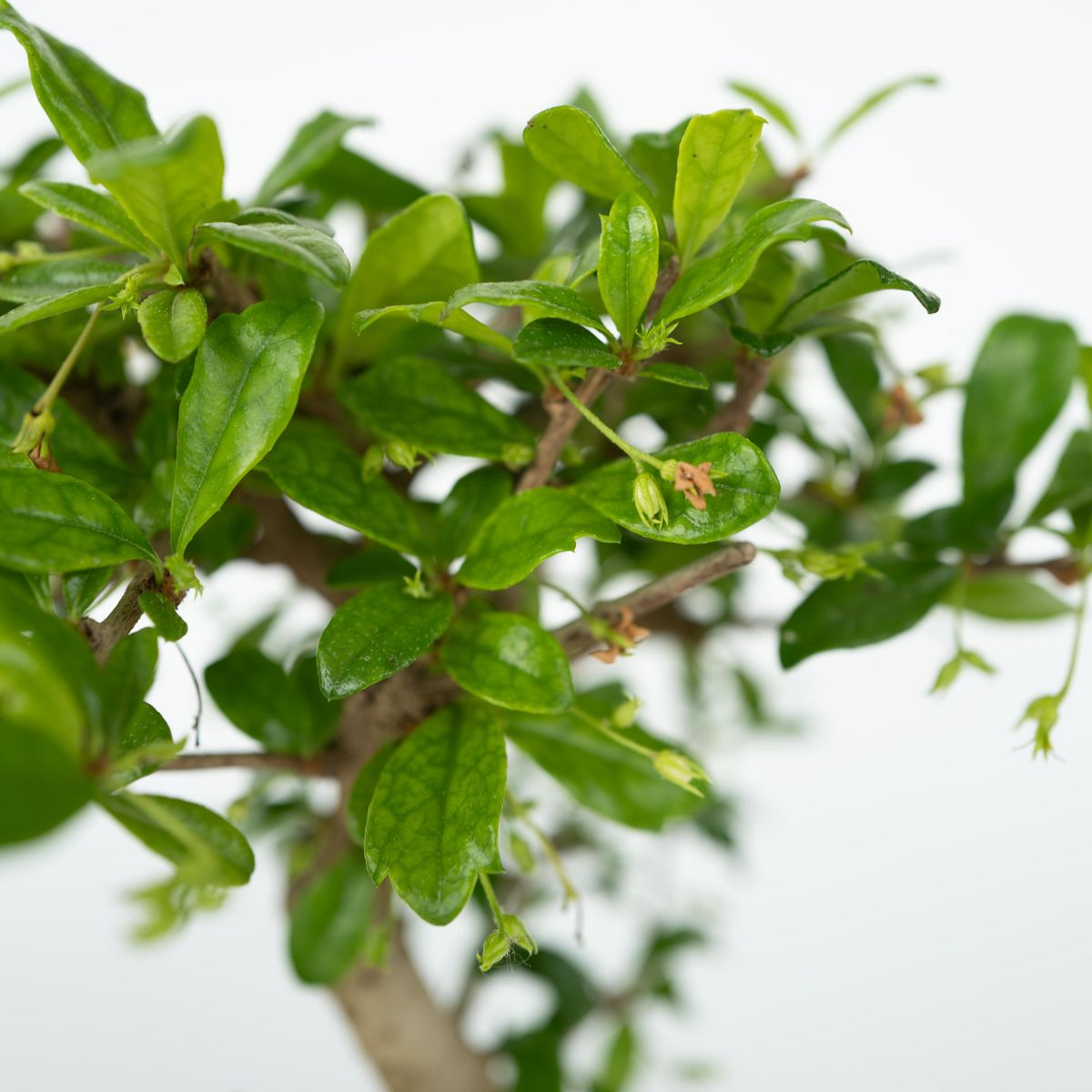 PLANT IN A BOX Bonsaï - Bonsai - Hauteur 25-35cm - ⌀29cm