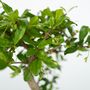 Voir la diapositive 3 : PLANT IN A BOX Bonsaï - Bonsai - Hauteur 25-35cm - ⌀29cm
