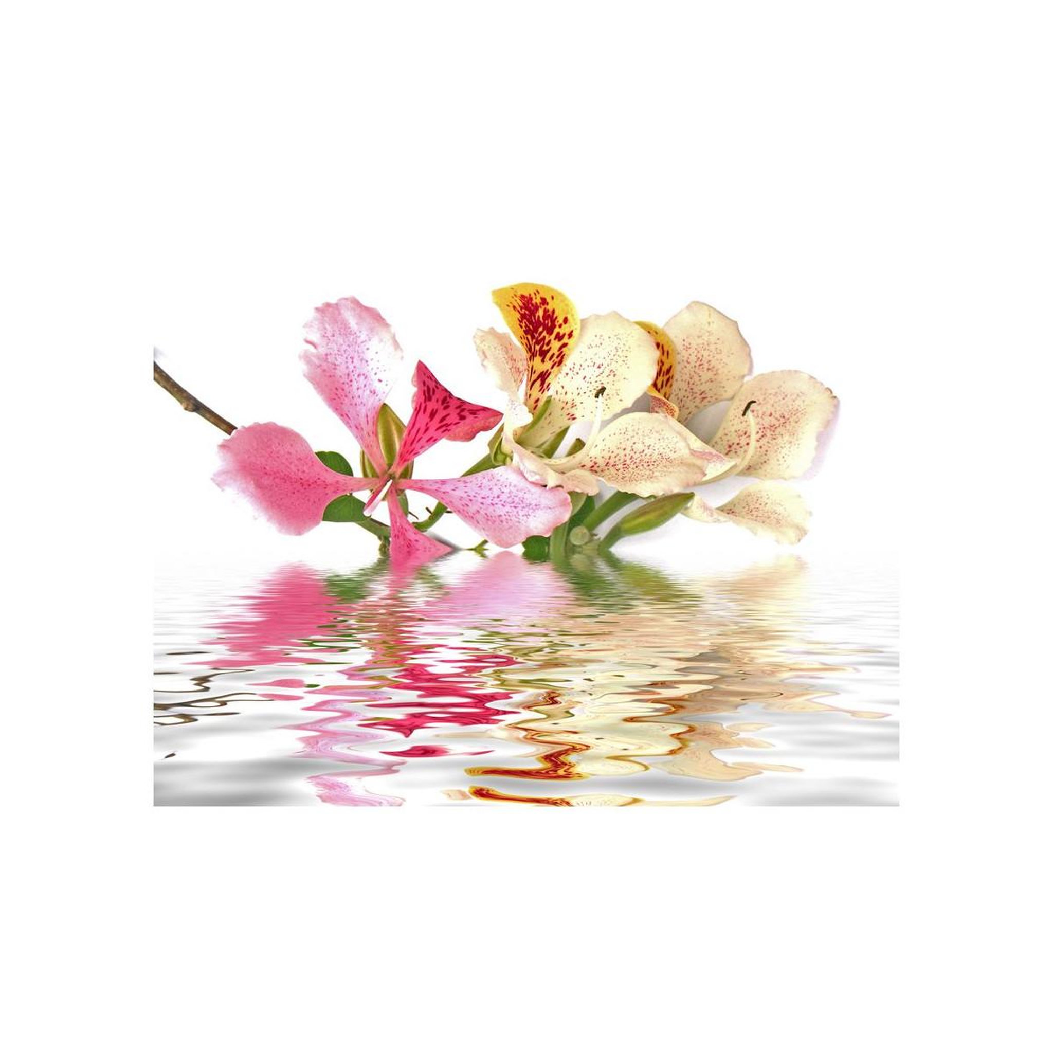 Voir la diapositive 2 : Paris Prix Papier peint  fleurs tropicales arbre aux orchidées bauhinia