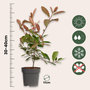 Voir la diapositive 2 : PLANT IN A BOX Feuille de noyer - Set de 4 - Photinia fraseri 'Red Robin' - H30-40cm - ⌀17cm