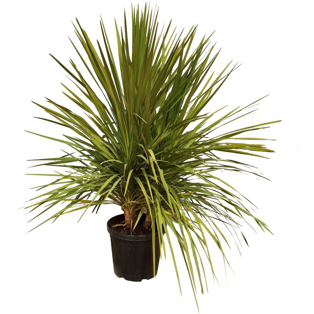 Dracaena indivisa Multitroncs 35L