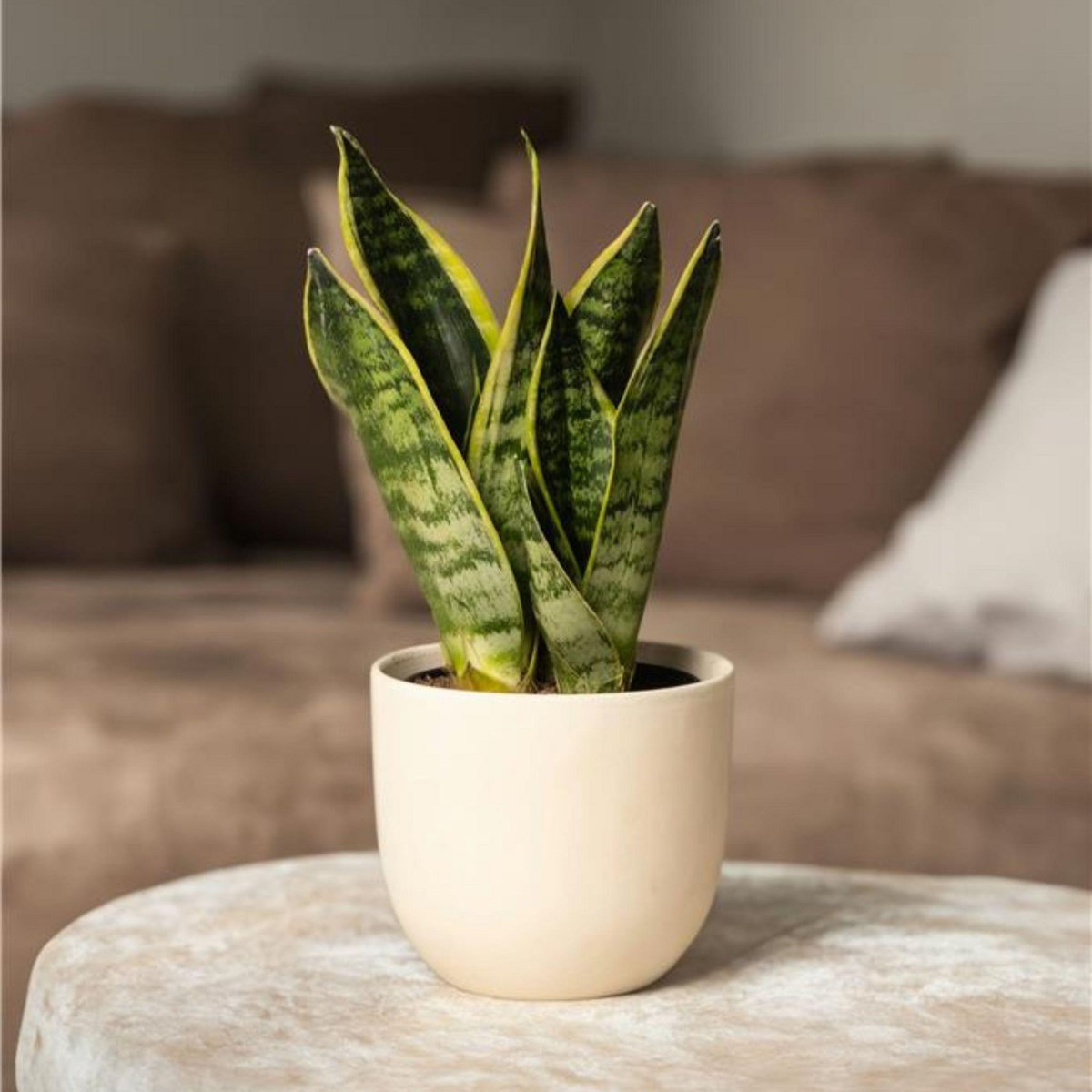 PLANT IN A BOX Langue de belle-mère - Set de 4 - Sansevieria 'Superba' - H35-40cm - ⌀12cm