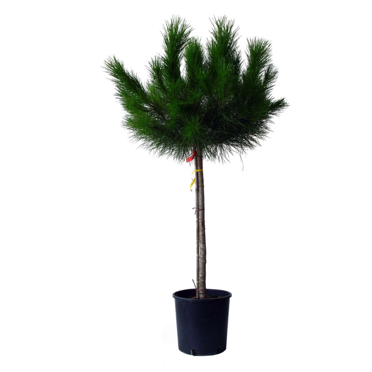 Pin Parasol Pot 25L Haut. 150/175cm 