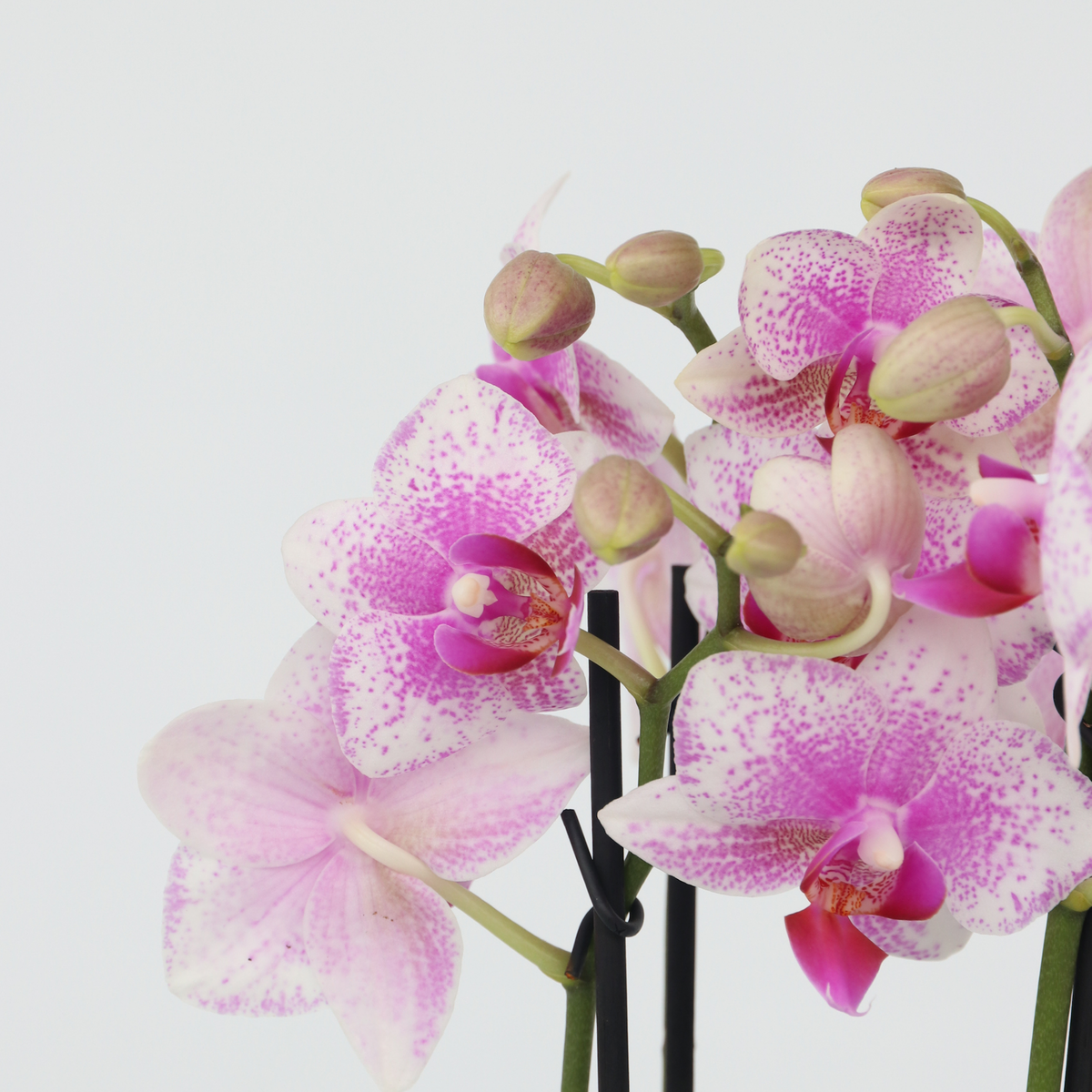 PLANT IN A BOX Orchidée - x3 - Phalaenopsis Multiflora dans panier - Hauteur 35-45cm - ⌀12cm