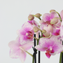 Voir la diapositive 3 : PLANT IN A BOX Orchidée - x3 - Phalaenopsis Multiflora dans panier - Hauteur 35-45cm - ⌀12cm