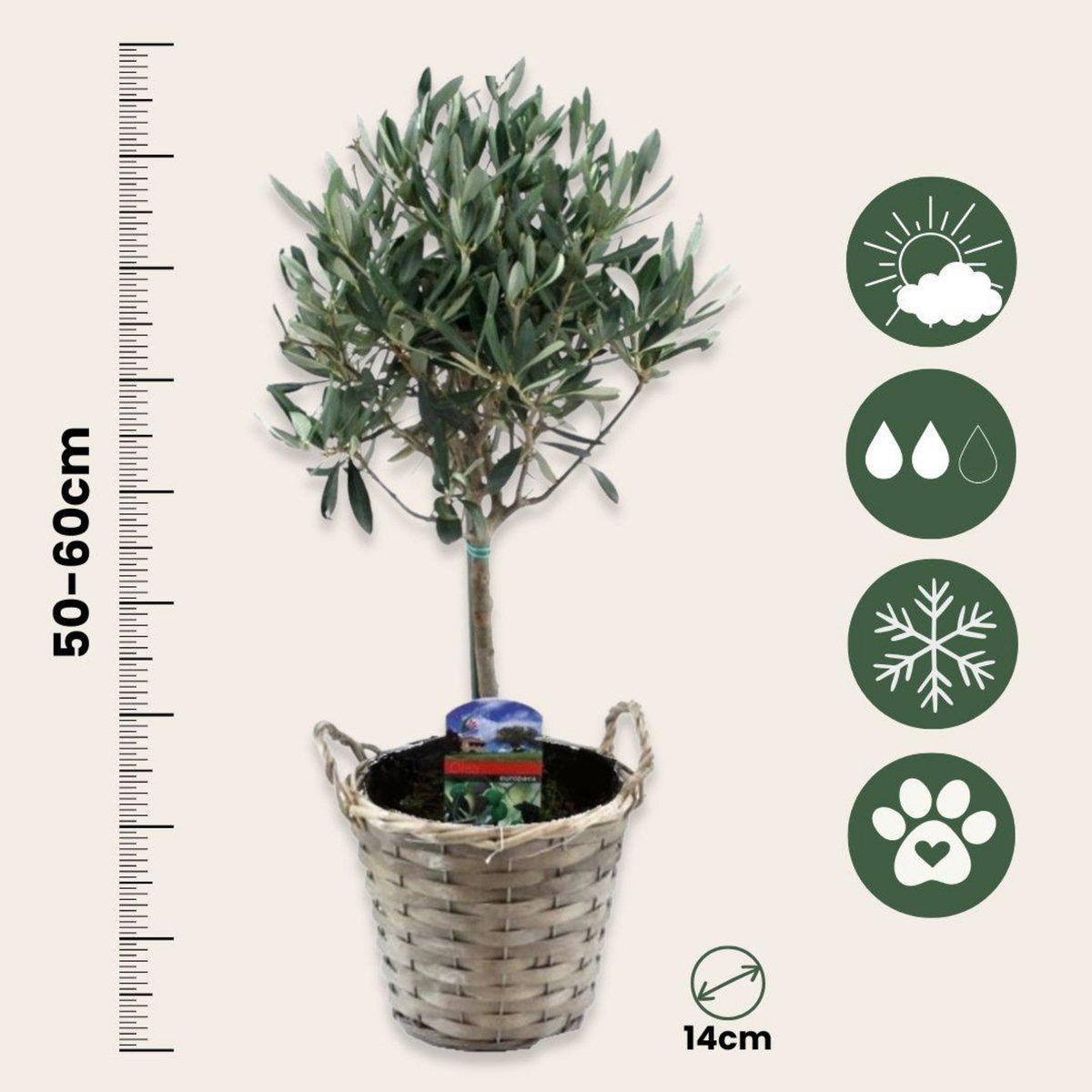PLANT IN A BOX Olivier - Set de 2 - Olea europaea - Hauteur 50-60cm - ⌀14cm