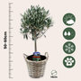 Voir la diapositive 2 : PLANT IN A BOX Olivier - Set de 2 - Olea europaea - Hauteur 50-60cm - ⌀14cm