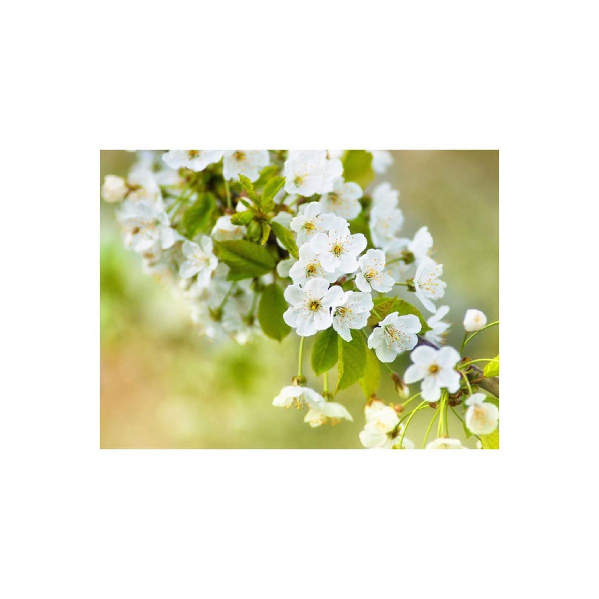 Voir la diapositive 2 : Paris Prix Papier peint  fleurs de cerisier délicates