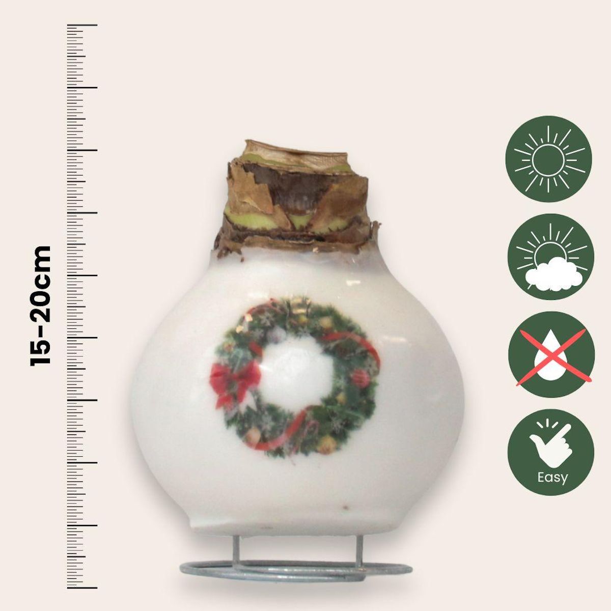 PLANT IN A BOX Amaryllis - Lot de 2 - Hippeastrum 'Mélange Cire de Porcelaine'