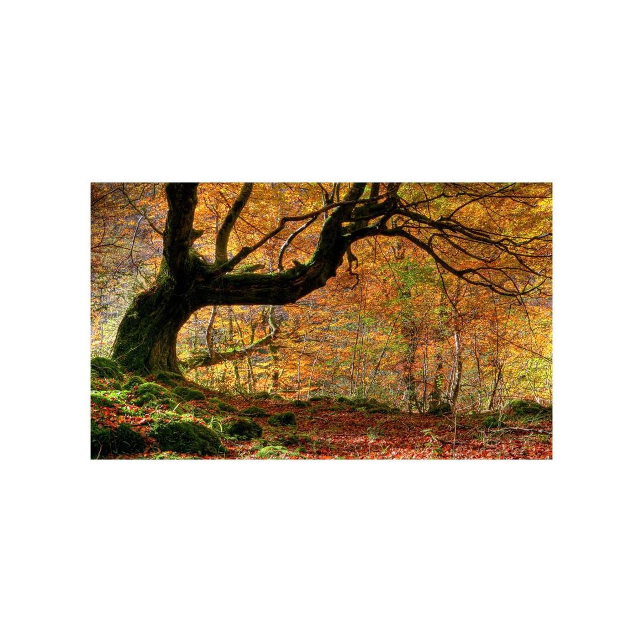 Voir la diapositive 2 : Paris Prix Papier peint  automne, forêt & feuilles  270x450cm
