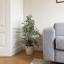 Voir la diapositive 4 : PLANT IN A BOX Ficus pleureur - Ficus Benjamina 'Twilight' - Hauteur 100-110cm - ⌀21cm