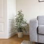 Voir la diapositive 4 : PLANT IN A BOX Ficus pleureur - Ficus Benjamina 'Twilight' - Hauteur 100-110cm - ⌀21cm