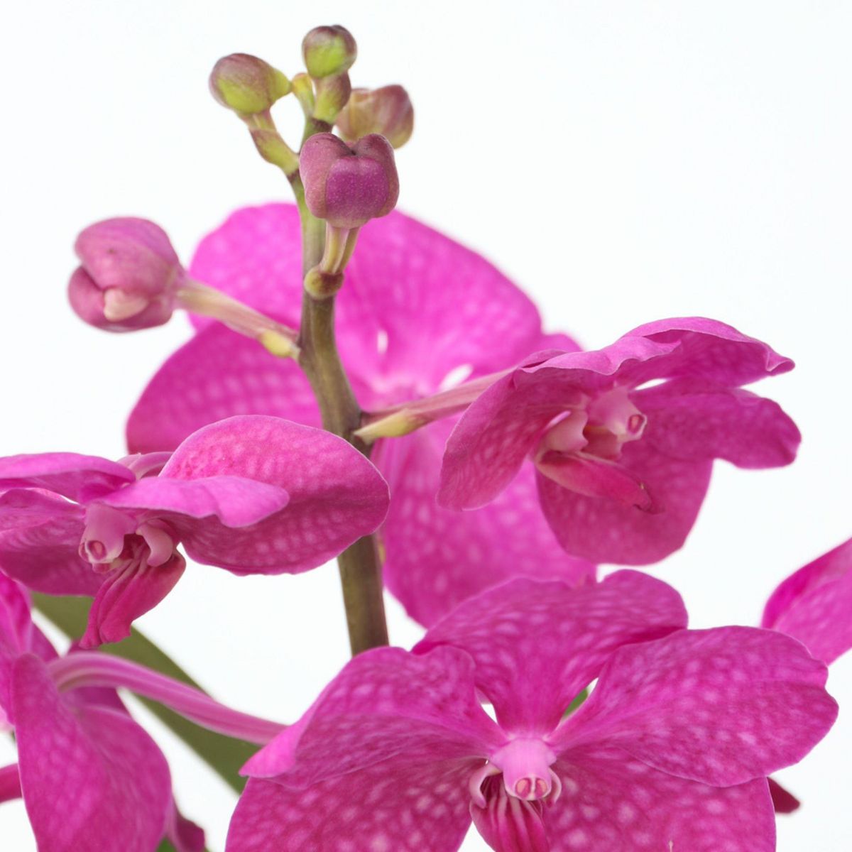 PLANT IN A BOX Orchidée - Vanda 'Cerise' - Hauteur 40-50cm - ⌀14cm